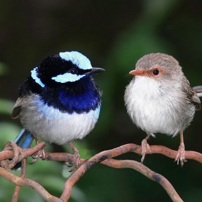 A bright coloured male superb fairy wren, also known as a blue wren,  perched next to a female.